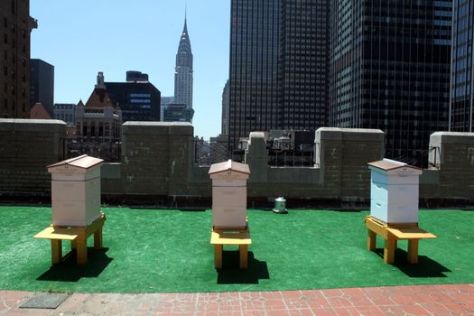 Bee-hives-on-the-roof-of-the-Waldorf-Astoria