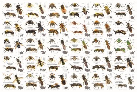 Bee Poster for sale